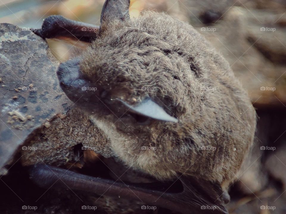 Nathusius's pipistrelle, Animal