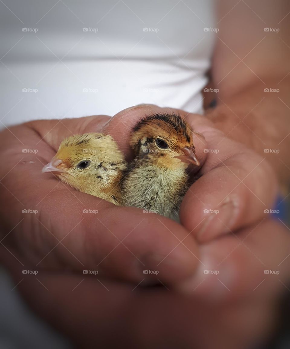 Newborn quails
