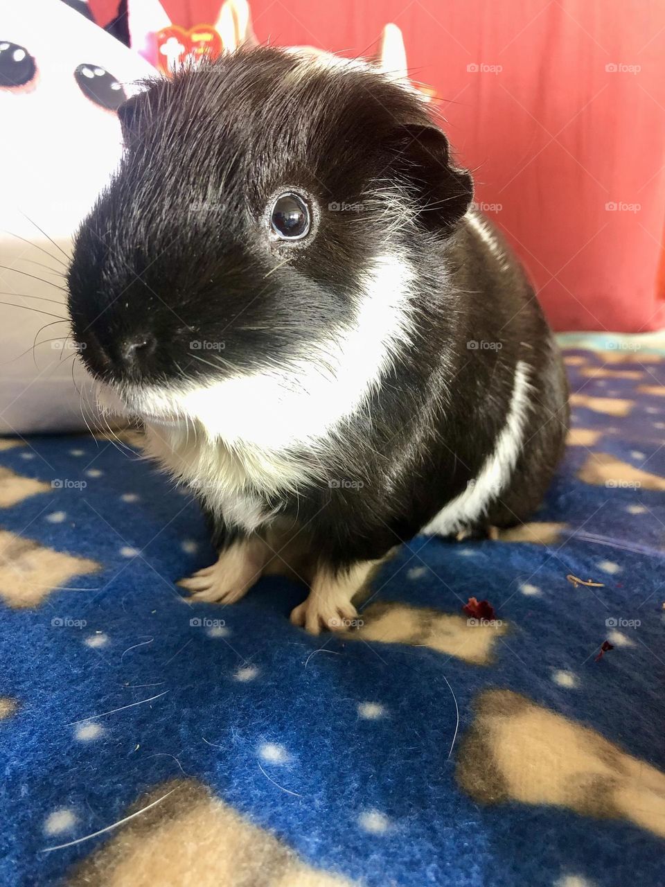 My Guinea piglet Timmy 