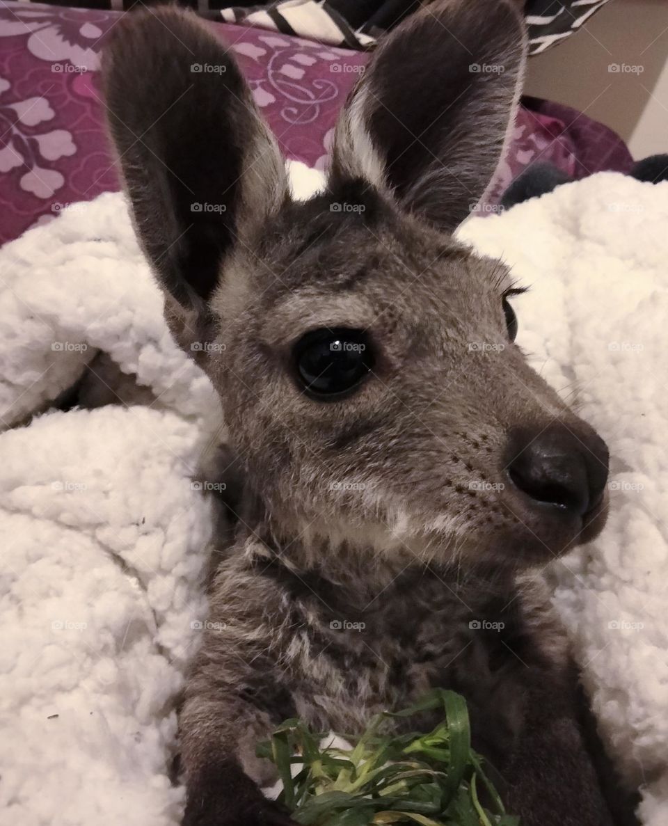 Kangaroo 🦘