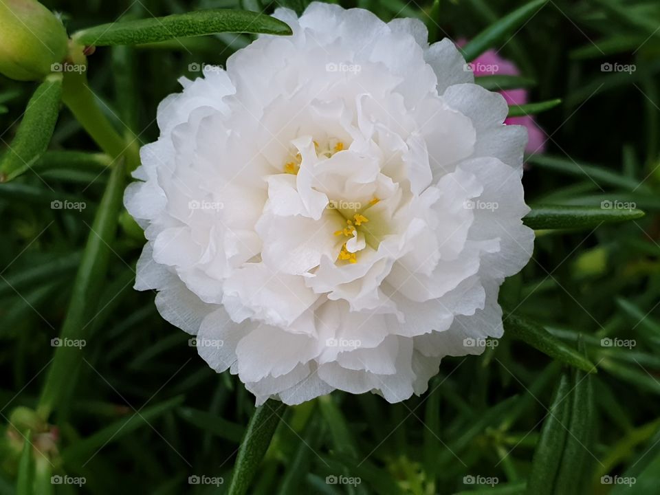 the Portulaca Grandiflora