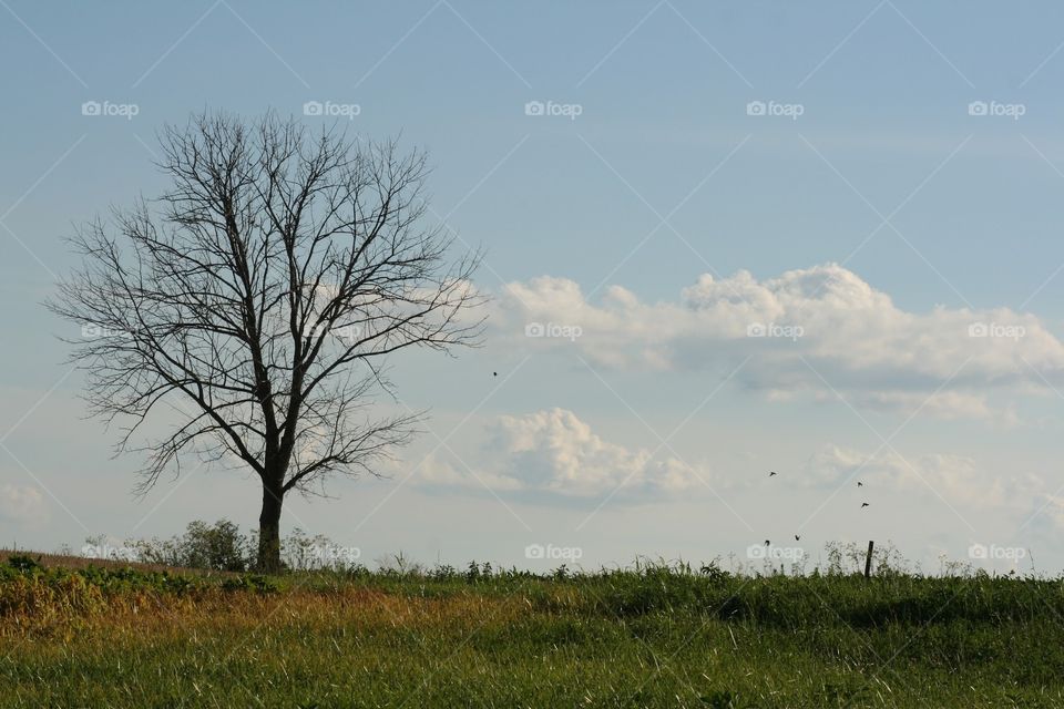 Tree in a field