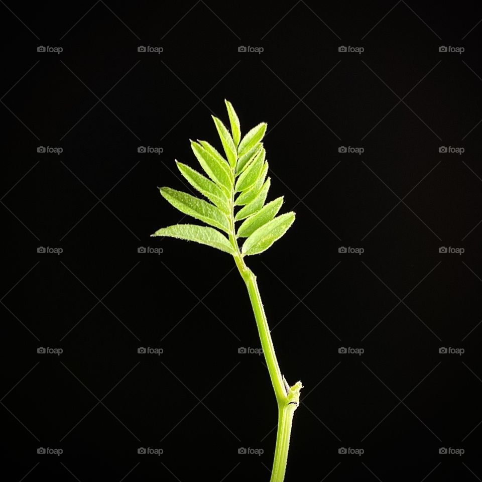 Beautiful plant in black background 