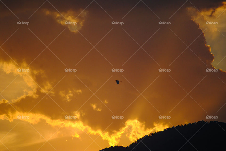 Bird flying pass a sunset 