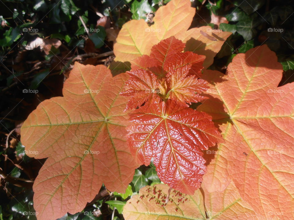 Red Leaves Close Up