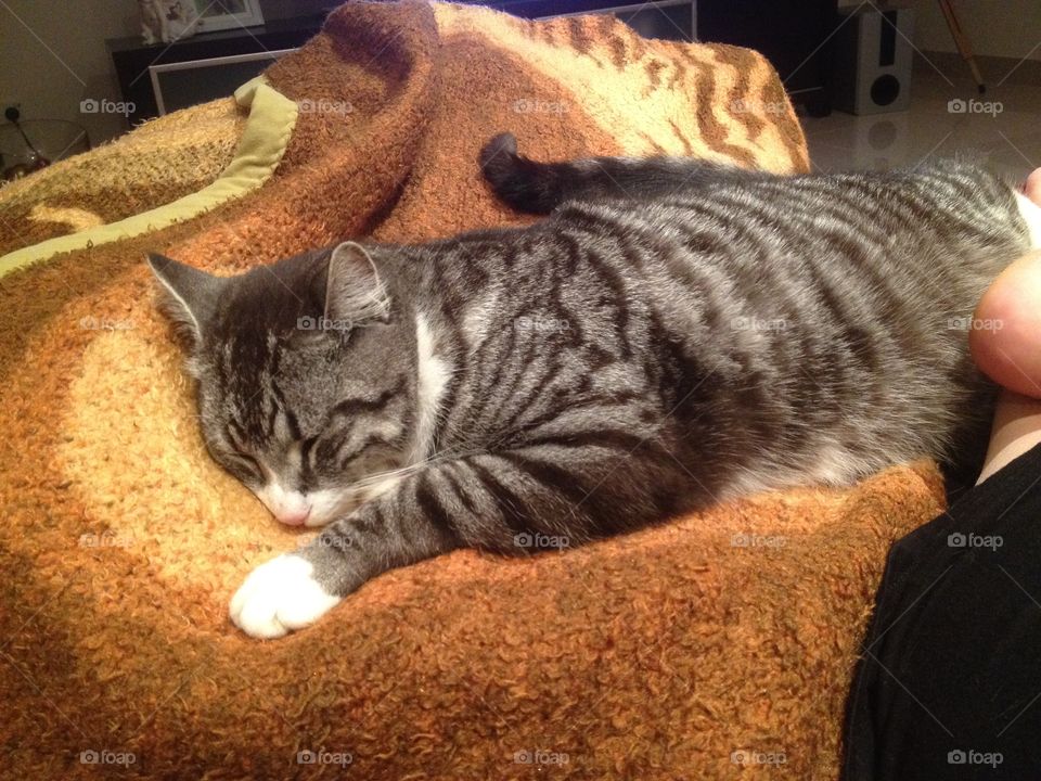 Kitty sleeping in blankets