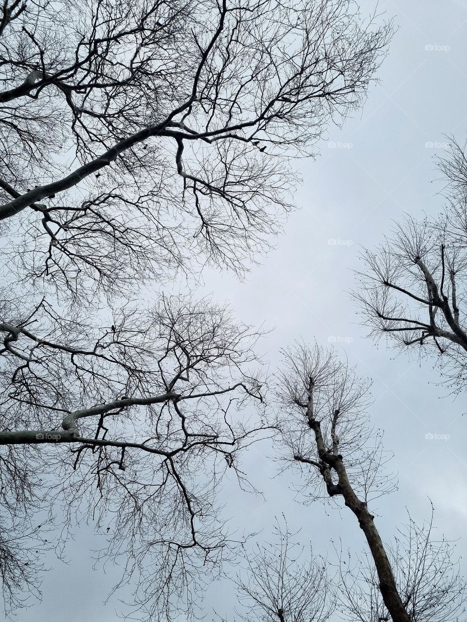 leafless