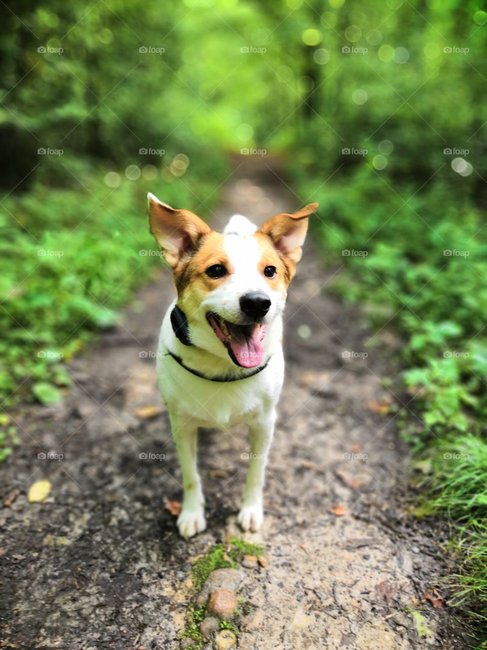 Cute dog in the forest