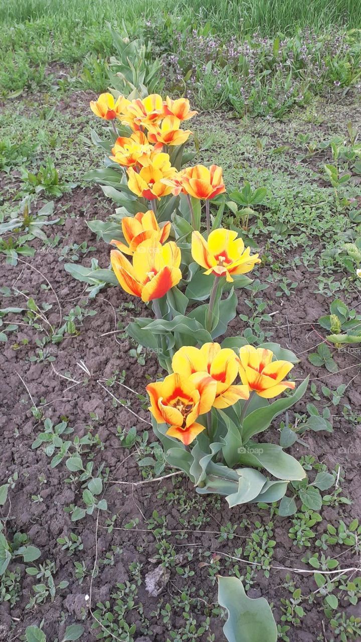 Tulips