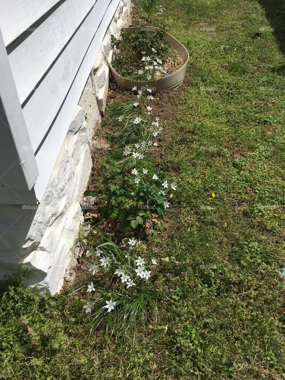 My surprise flowers are blooming like crazy! Wish I knew what they are. Lined up at the base of the house.