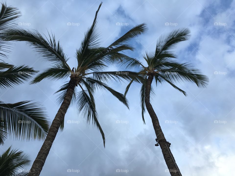 Palms above me 