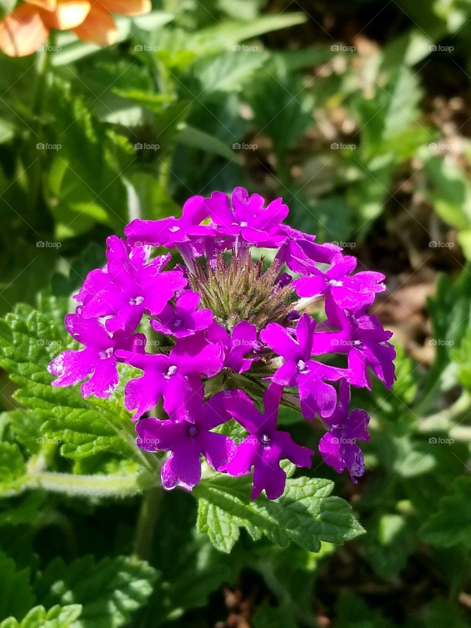 Purple flower