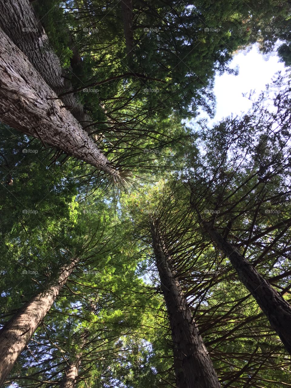 Canopy of reds 