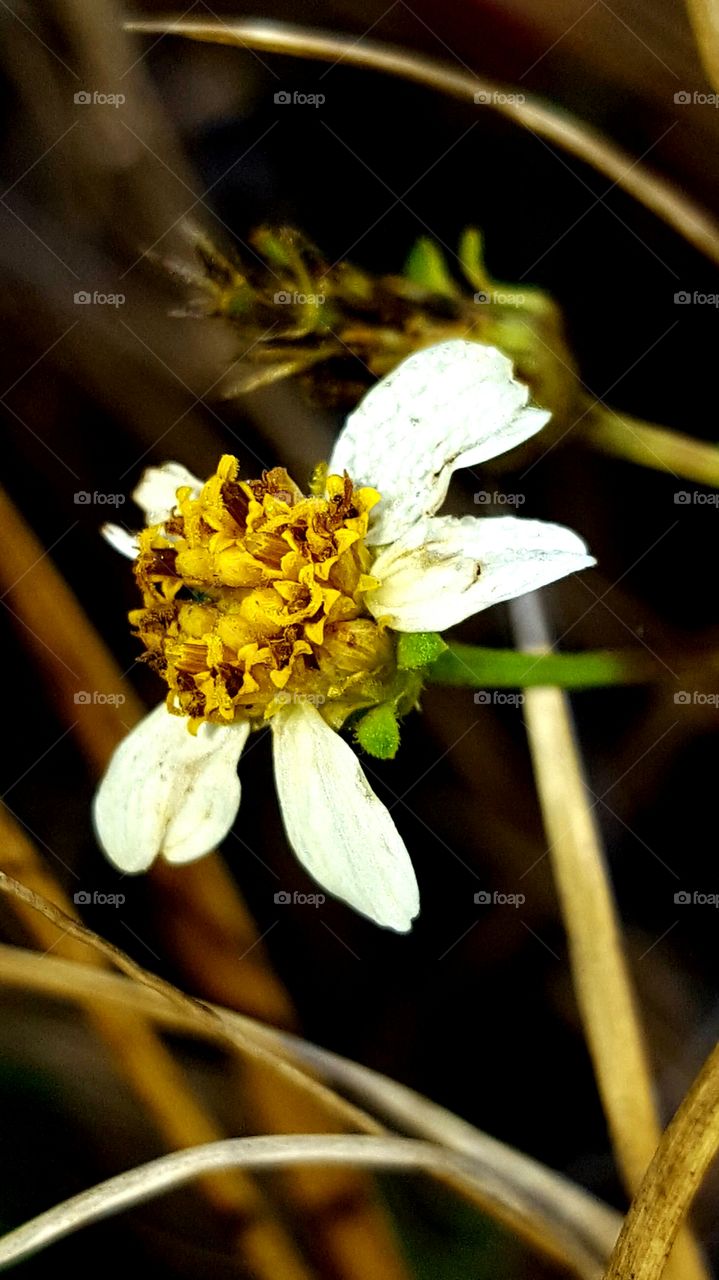 Nature, No Person, Flower, Flora, Leaf