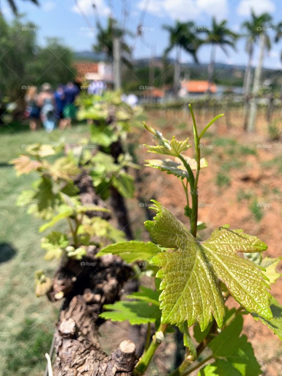 Grape planting 