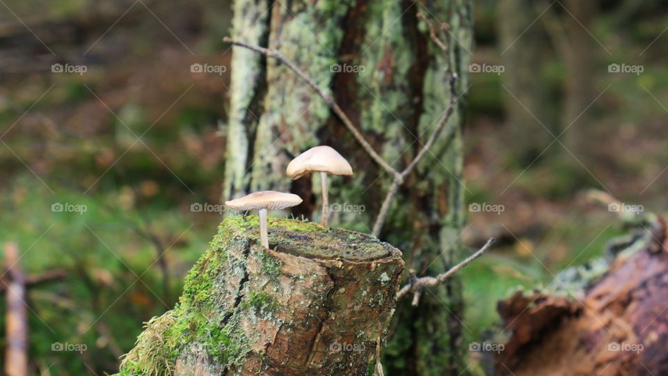 Fungus on top