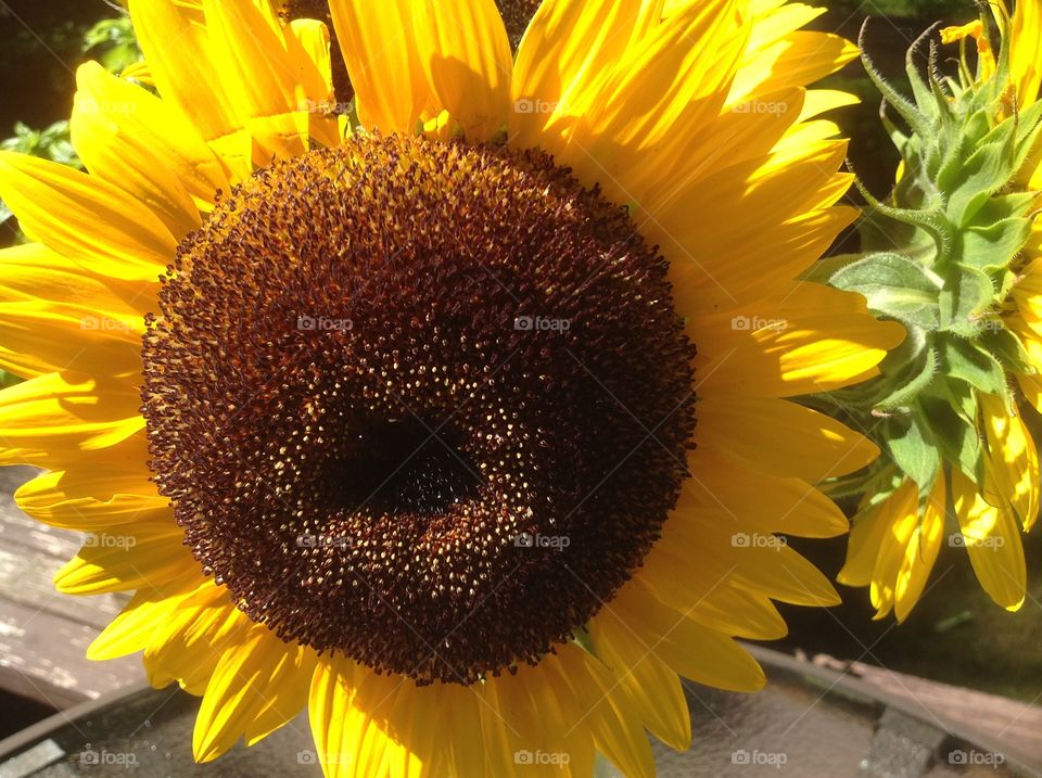 A close up of a beautiful sunflower.