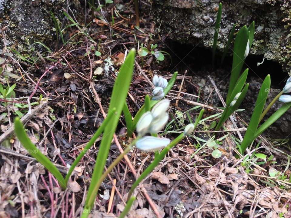 Spring Flowers