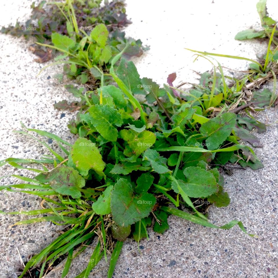 Weeds Between The Cracks

Published by:
HappyBrownMonkey 