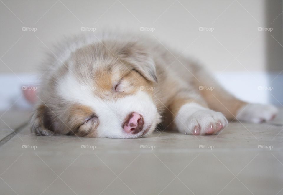 Puppy sleeping 