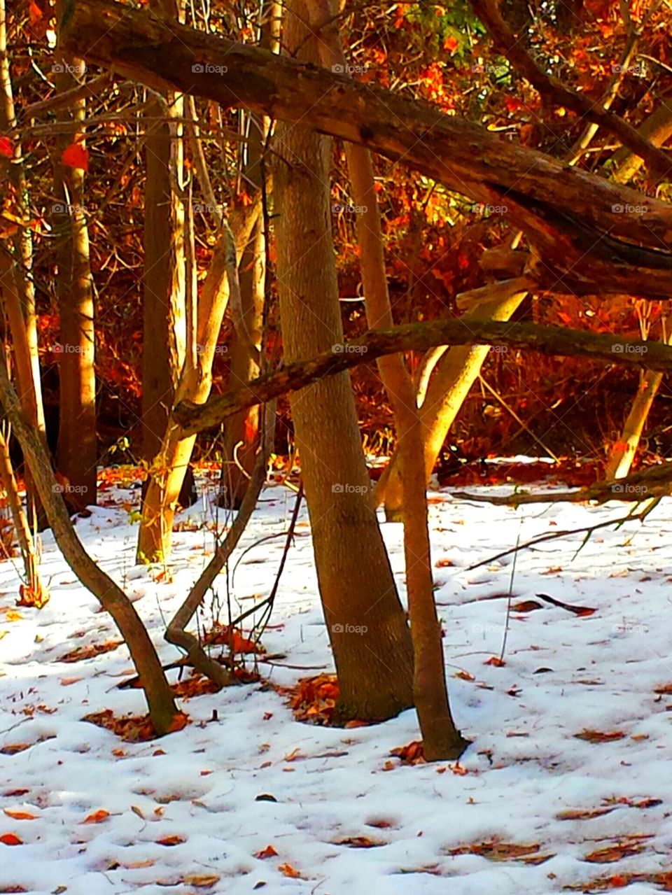 "Winter Trees"