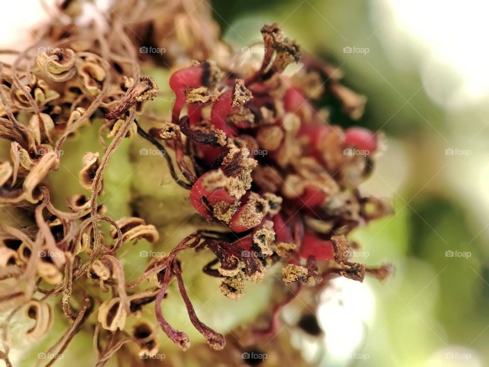 Macro photo of a flower growing in the garden