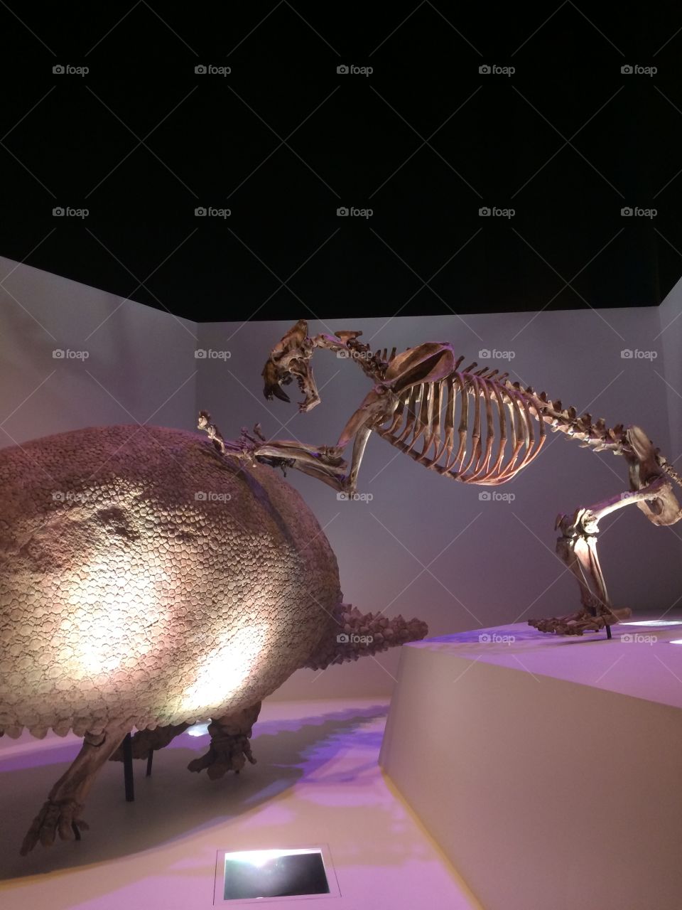 Dinosaur hunting in Houston science museum 