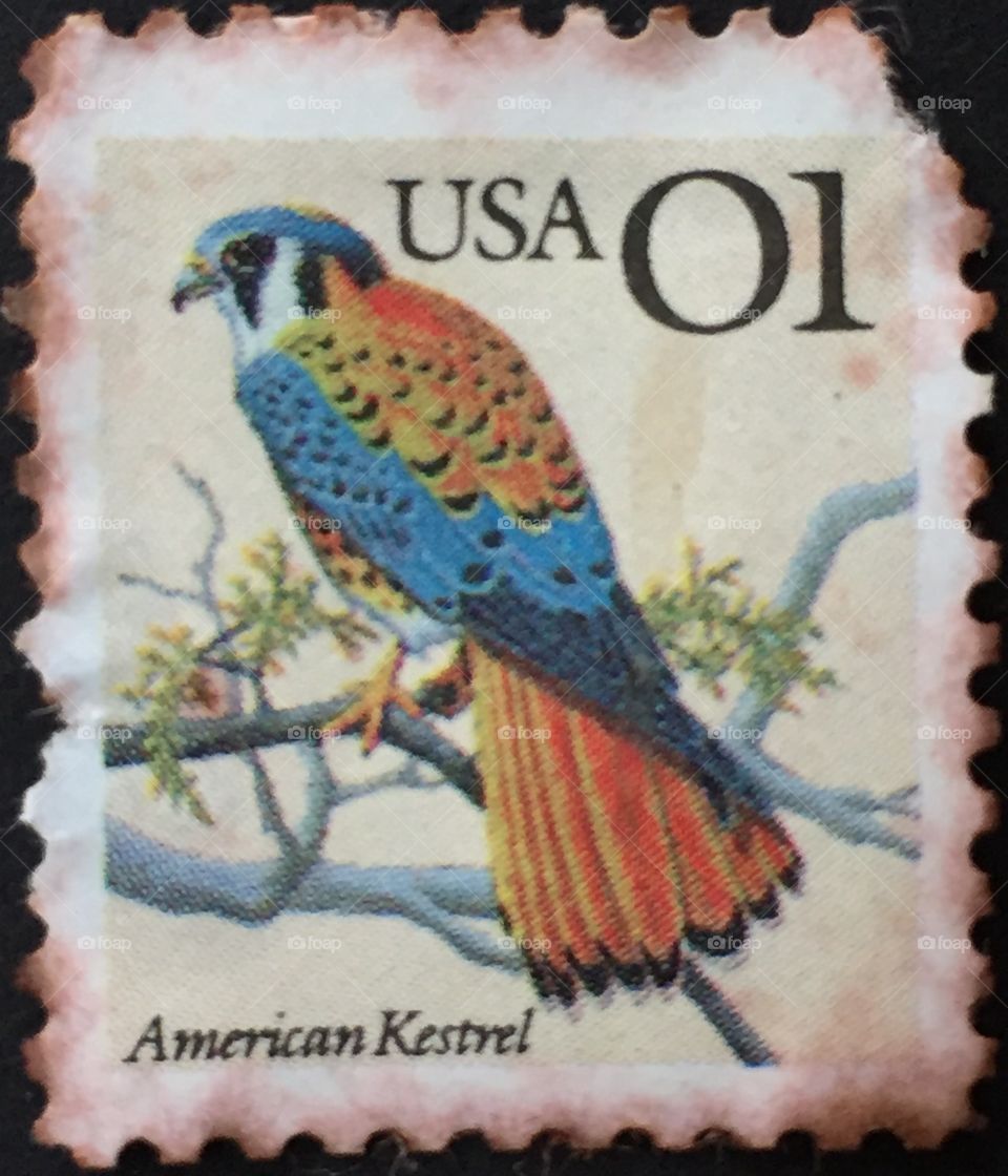 American Kestrel bird stamp