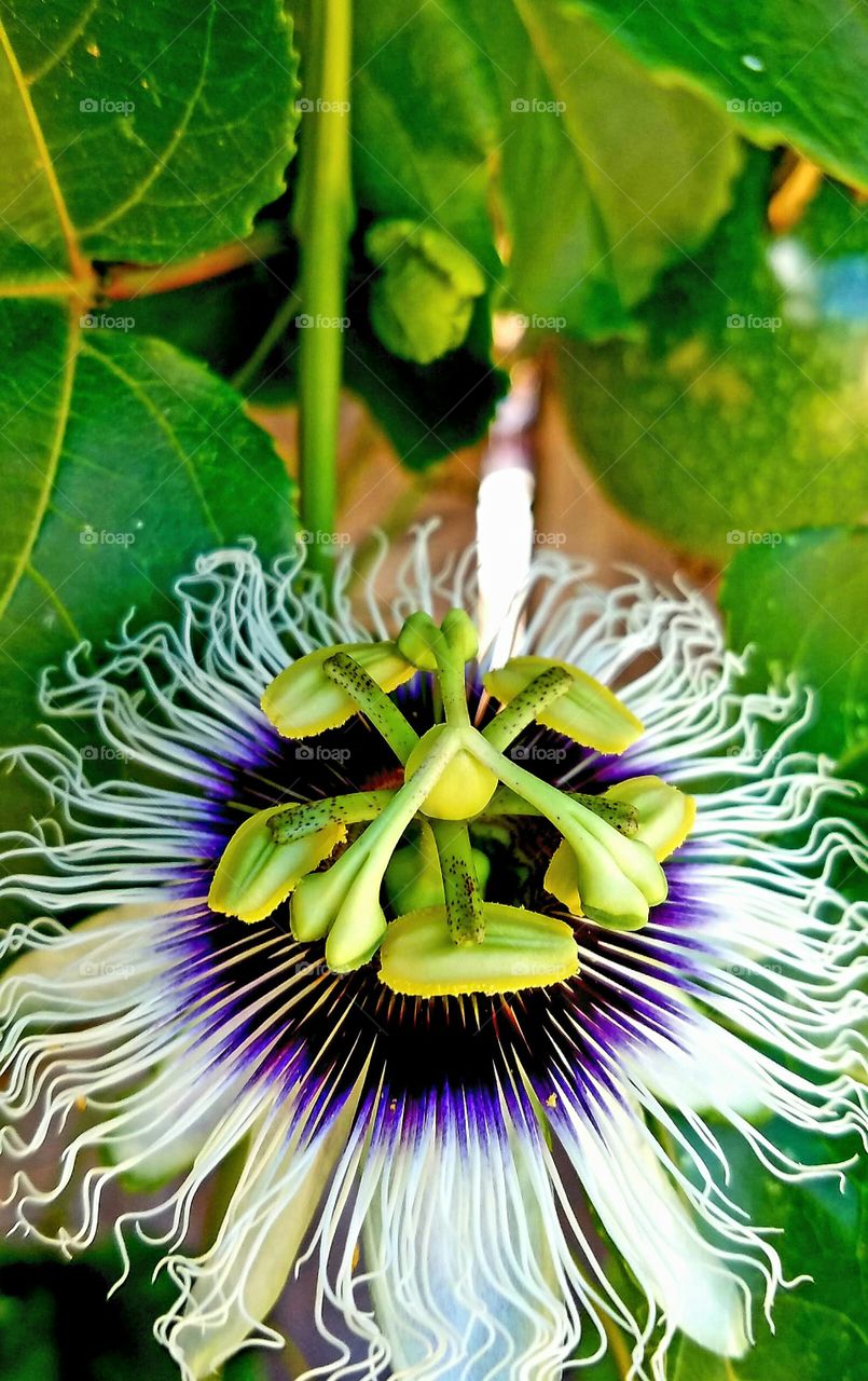 A Lilikoi flower in bloom