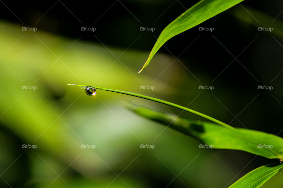 A drop that contains sunrise...  Eye catching view..