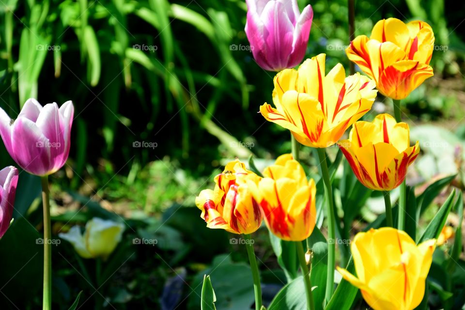 Beautiful yellow tulips in garden