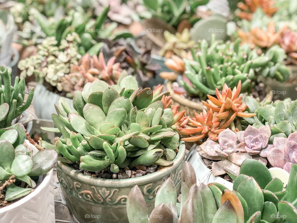 Potted succulent plants 