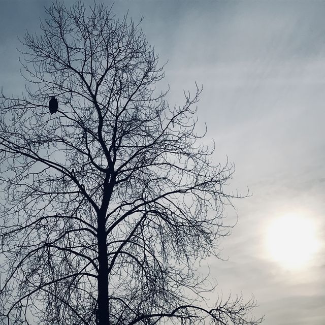 Eagle Eye
