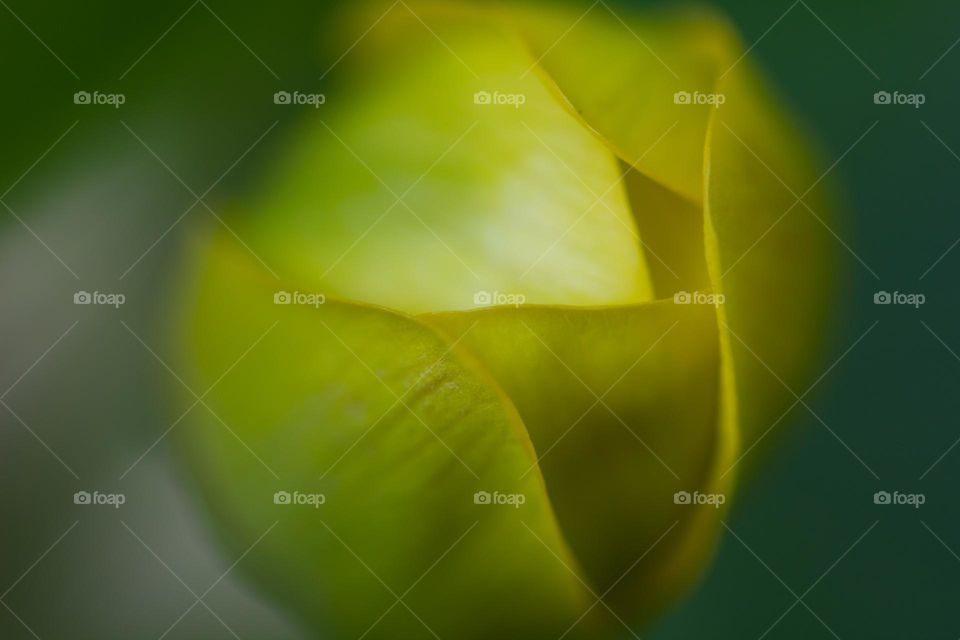 Close up view of a Yellow flower bud about to bloom in the morning sunlight 