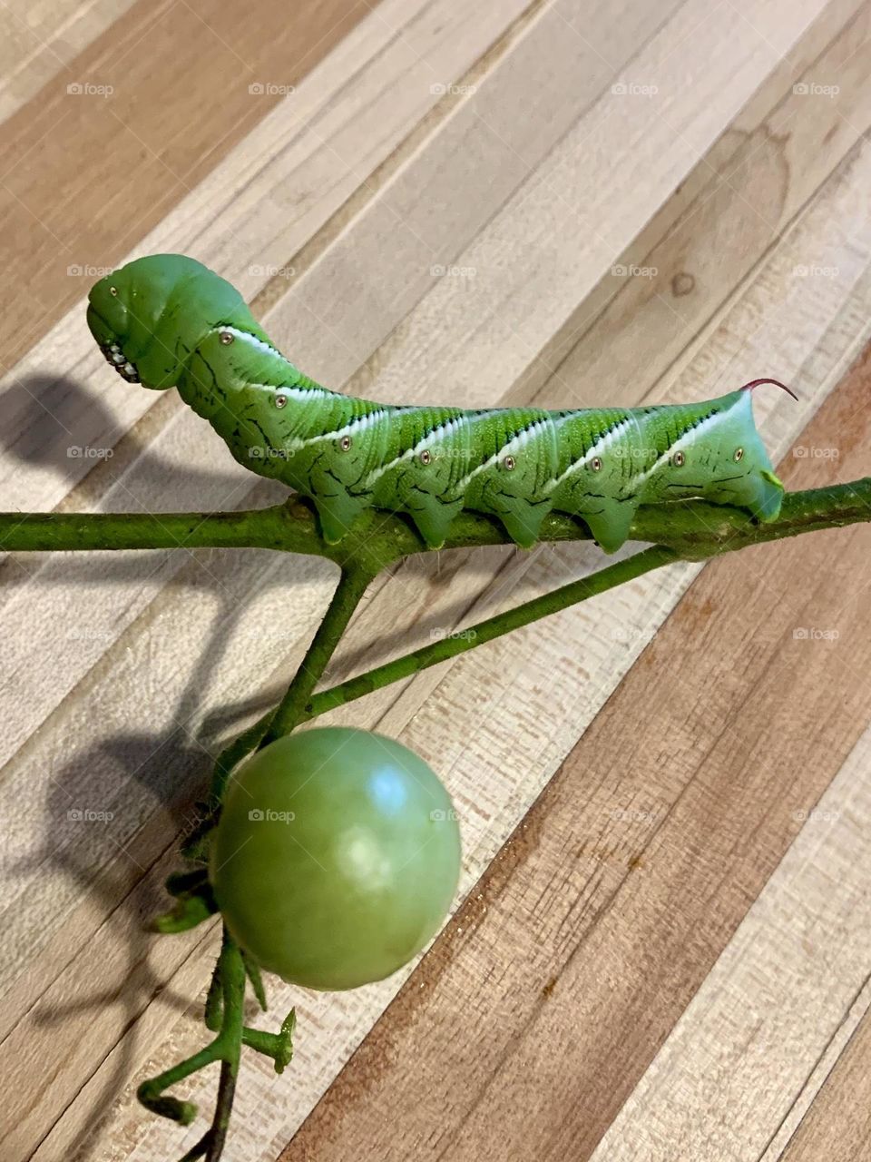 Green Caterpillar in aquarium used as pet with natural background