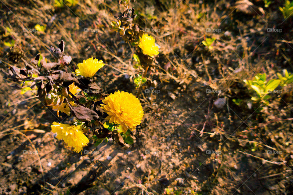 Yellow chrysanthemums in the garden