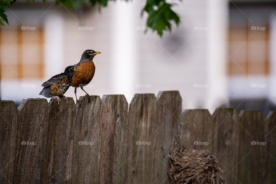 Mother and baby Robin birds sitting on a wooden fence next to their nest