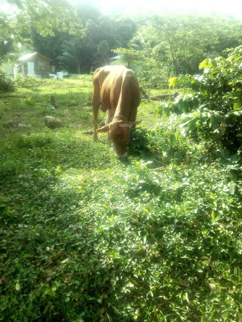 well many people love to eat beef it be corn beef or it could  beef soup it dose not matter how you use is it come from this animal.an it call a cow.