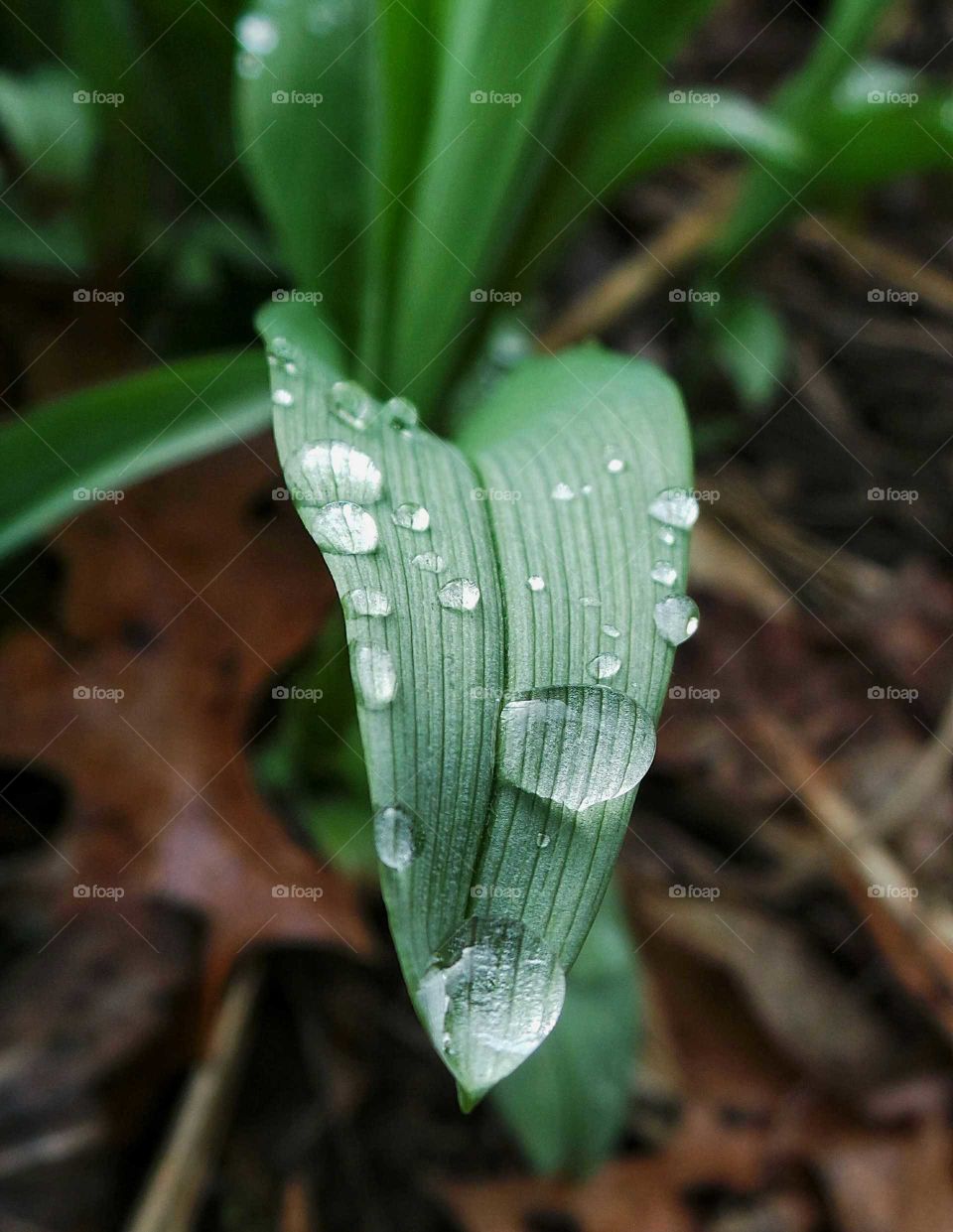 Close-up of dew drop on leaf