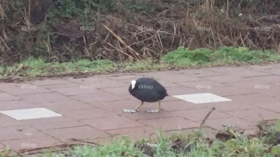 black duck walks on the street