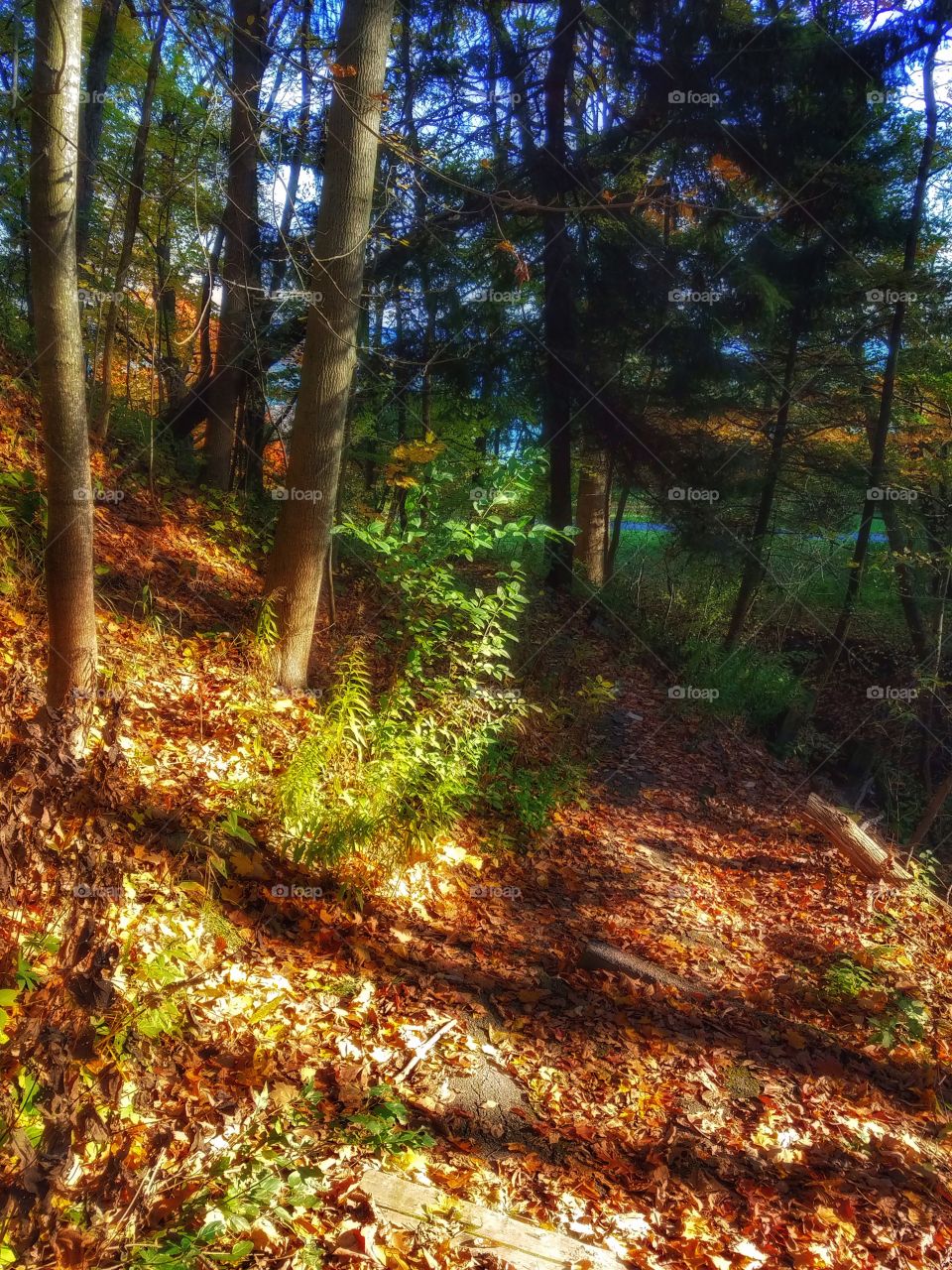 Forest Path