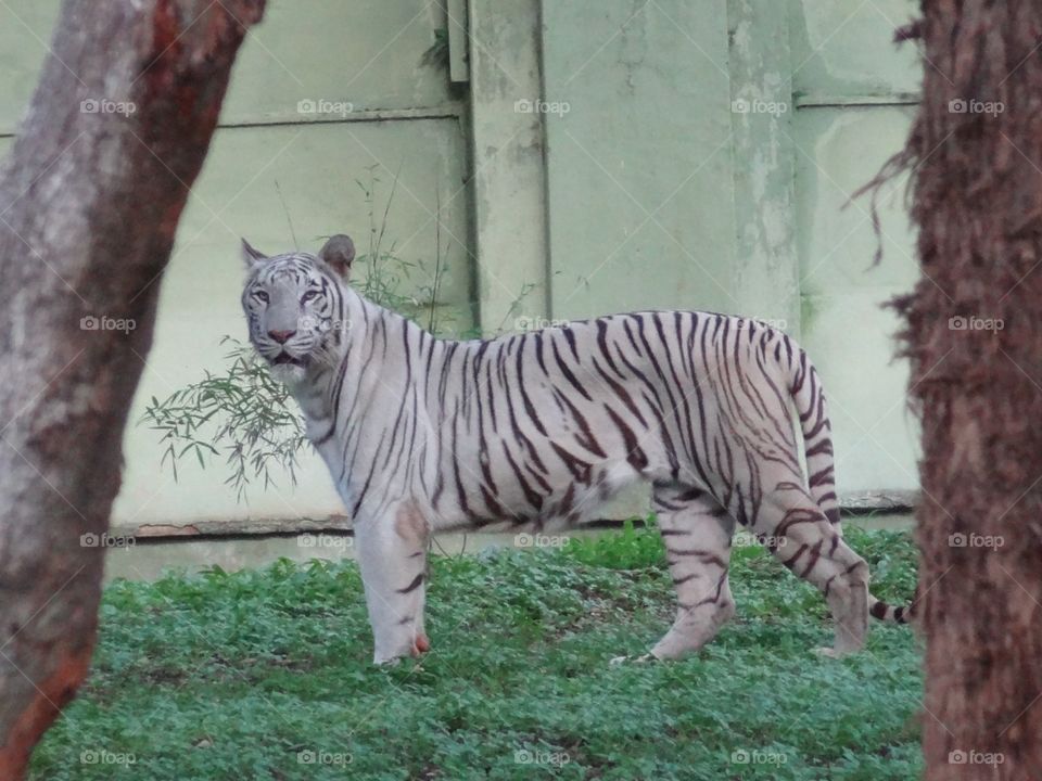 white tiger