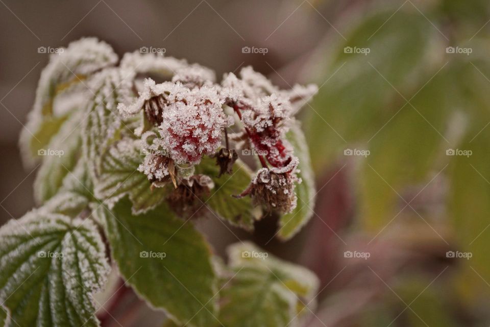 Raspberry branch covered with frost