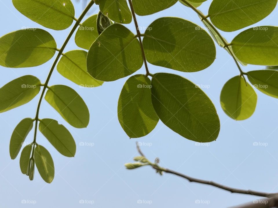 📸 Capture the Power of Complementary Colors 