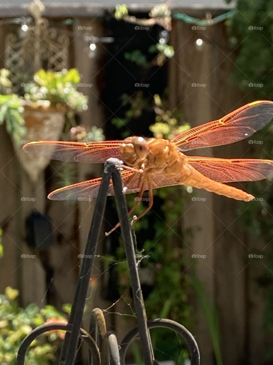 Gigantic orange dragonfly