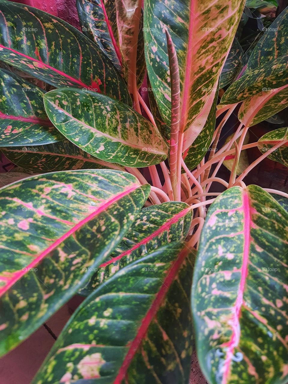 Leaf buds aglonema