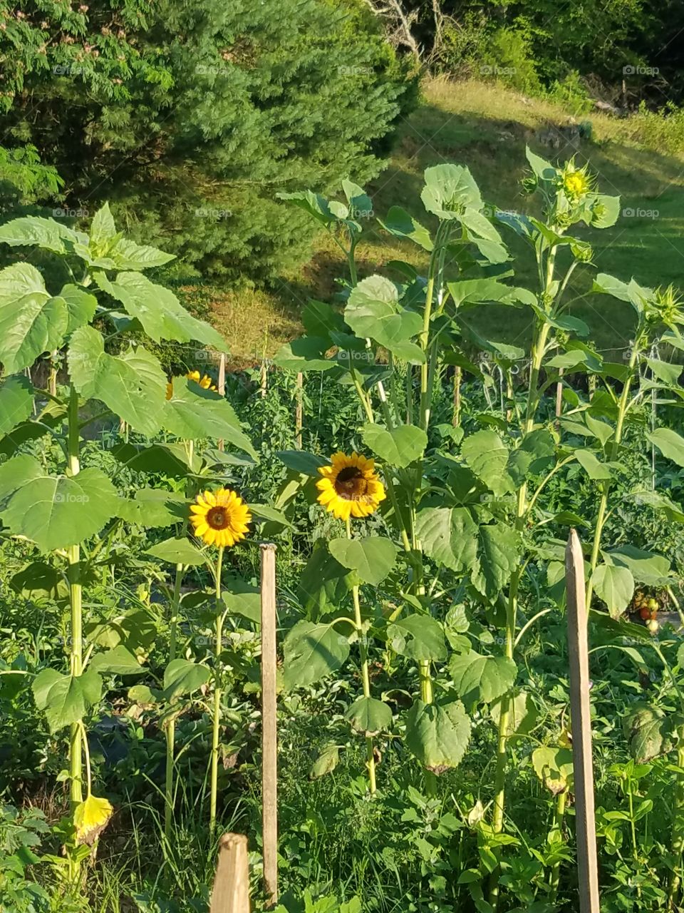Happy sunflowers