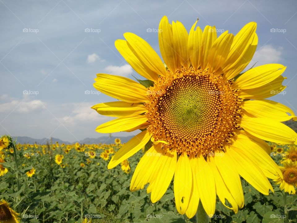 sunflower