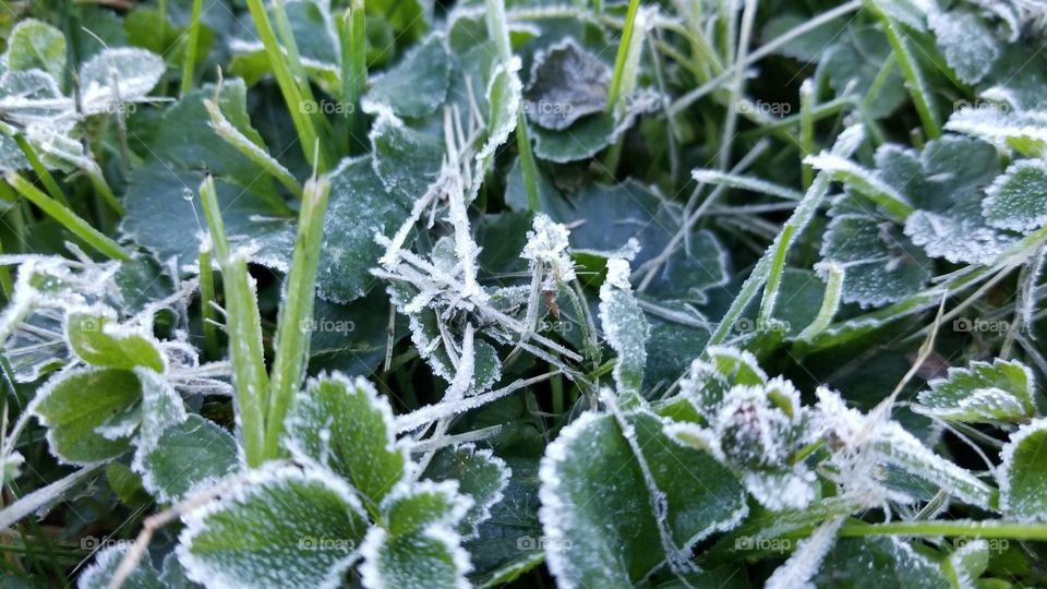 this morning's frost