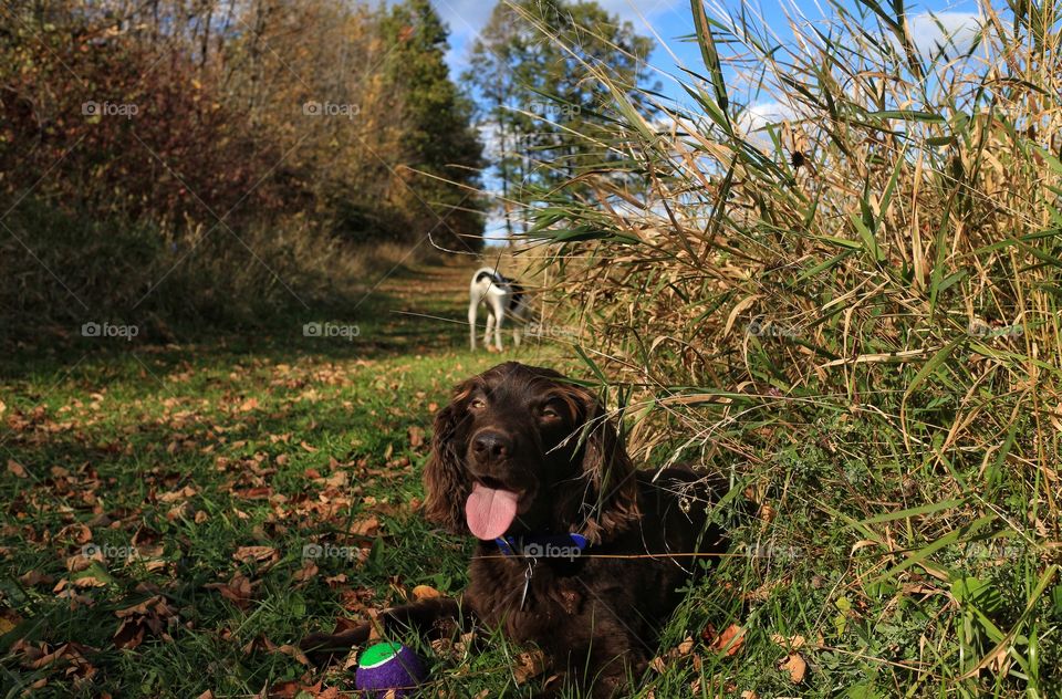 Dog with tennis ball on grass in autumn